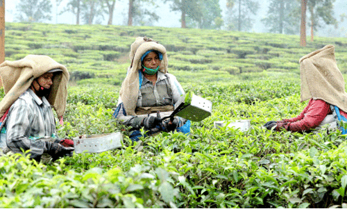 പാടി ജീവിതങ്ങൾ പാടി ജീവിതങ്ങൾ