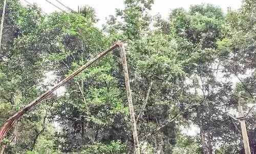 പ്ലീസ്... ഈ കമുകിന്‍തടി ഒന്ന്​ നീക്കു​മോ?