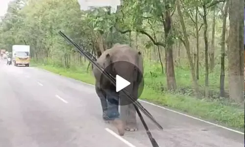 ബന്ദിപ്പൂര്‍ കടുവാസങ്കേതത്തില്‍ ബസിന് നേരെ പാഞ്ഞടുത്ത് ആന -വിഡിയോ