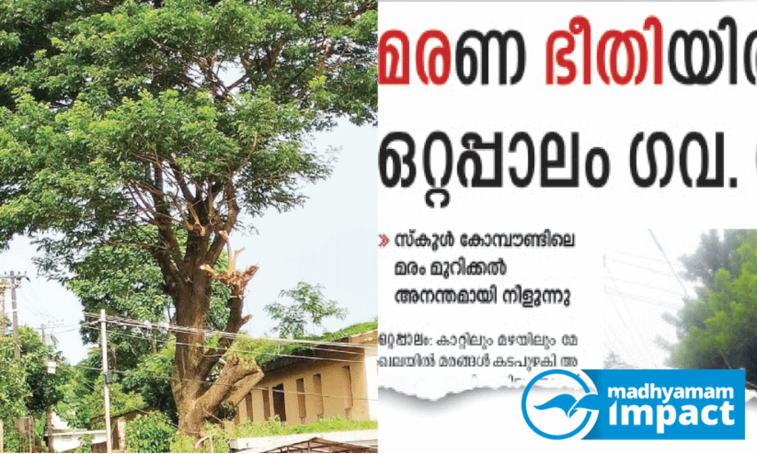 ഈ​സ്റ്റ് ഒ​റ്റ​പ്പാ​ലം ഗ​വ. സ്‌​കൂ​ൾ കോ​മ്പൗ​ണ്ടി​​ലെ മ​ര​ത്തി​ന്റെ ശി​ഖ​ര​ങ്ങ​ൾ മു​റി​ച്ചു​മാ​റ്റി