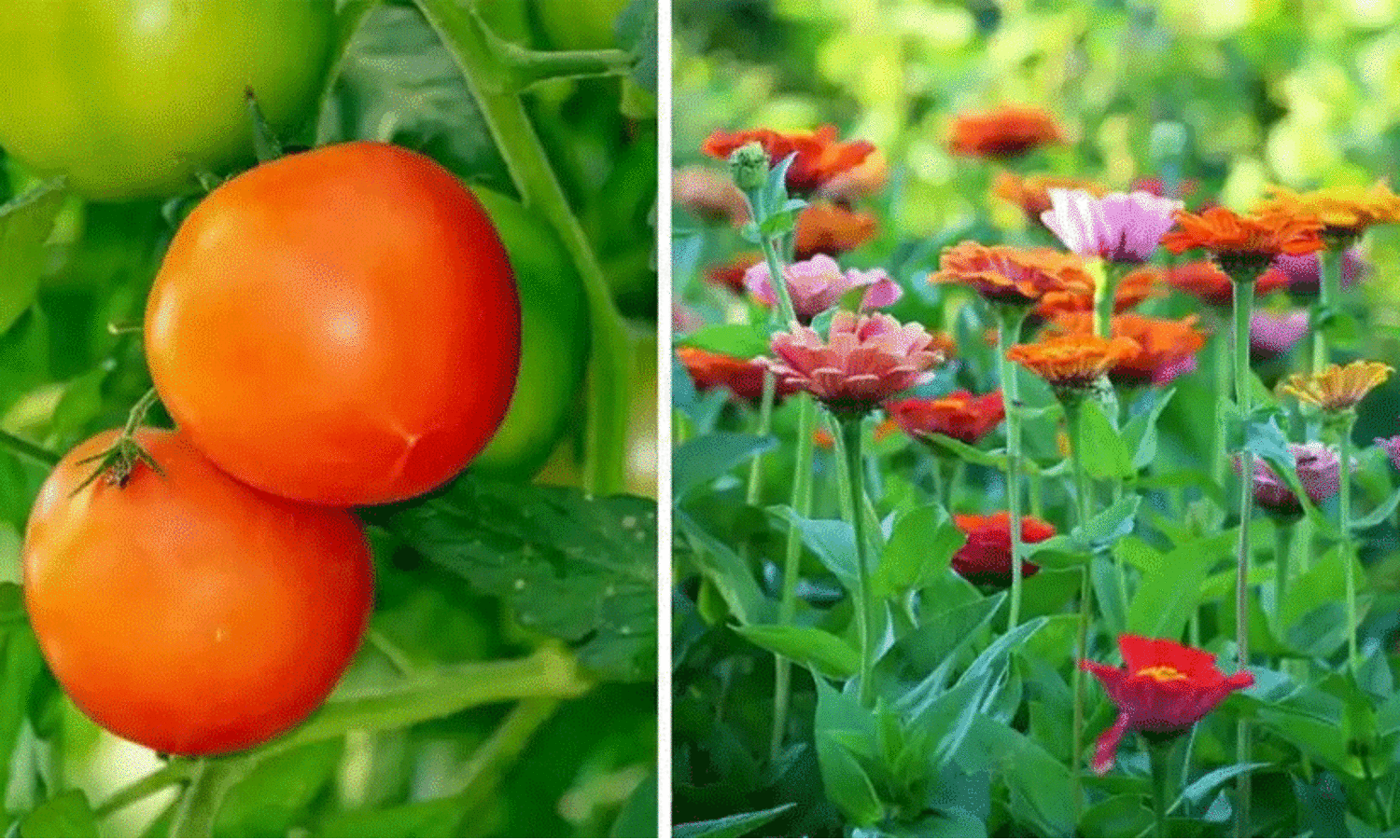 ഓണം കളറാക്കാൻ പുഷ്പ-പച്ചക്കറി കൃഷിയുമായി കുടുംബശ്രീ