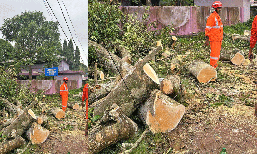 അന്തർസംസ്ഥാന പാതയിൽ മരം വീണ് ഗതാഗത തടസ്സം അന്തർസംസ്ഥാന പാതയിൽ മരം വീണ് ഗതാഗത തടസ്സം