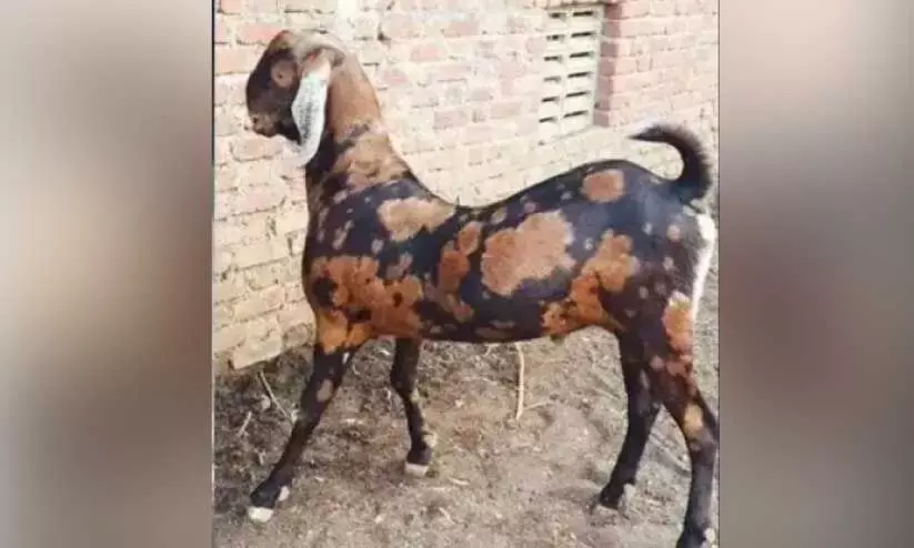 Sirohi Goat