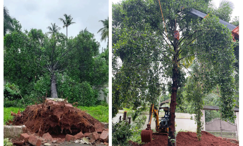 പു​ളി​മ​ധു​രം കൈ​വി​ടാ​തെ മു​ഹ​മ്മ​ദ്കു​ട്ടി;കു​ട​മ്പു​ളി​മ​ര​ത്തി​ന് പുനർജീവൻ