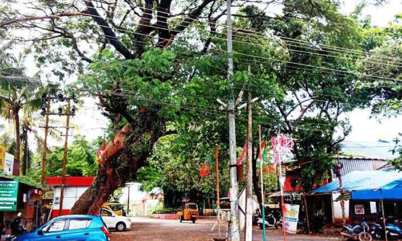 ആലുംപറമ്പിൽ നാട്ടുകാർക്ക് ഭീഷണിയായി പാഴ്മരങ്ങൾ