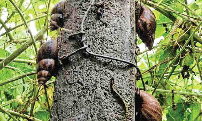 African snails African snails