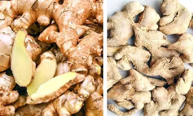 ഉൽപാദനം കുറഞ്ഞു; ഹൈറേഞ്ചിൽ ഇഞ്ചിക്കും ചുക്കിനും പൊന്നുംവില ഉൽപാദനം കുറഞ്ഞു; ഹൈറേഞ്ചിൽ ഇഞ്ചിക്കും ചുക്കിനും പൊന്നുംവില