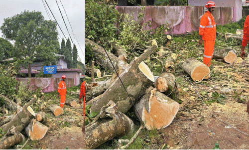 അ​ന്ത​ർ​സം​സ്ഥാ​ന പാ​ത​യി​ൽ മ​രം ​വീ​ണ് ഗ​താ​ഗ​ത​ ത​ട​സ്സം