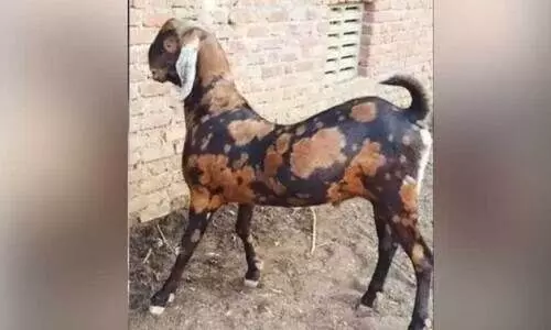 Sirohi Goat