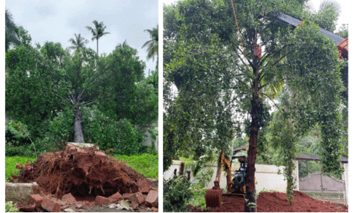 പു​ളി​മ​ധു​രം കൈ​വി​ടാ​തെ മു​ഹ​മ്മ​ദ്കു​ട്ടി;കു​ട​മ്പു​ളി​മ​ര​ത്തി​ന് പുനർജീവൻ