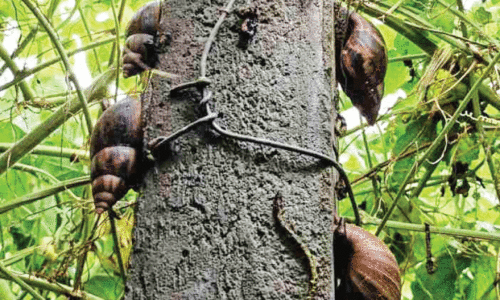 African snails