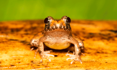Charles Darwin frogs