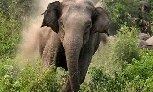 കാട്ടാന ആക്രമണത്തിൽ പരിക്കേറ്റയാൾ മരിച്ച സംഭവം; ചികിത്സാ സൗകര്യങ്ങളുടെ അപര്യാപ്തതയെന്ന് മനുഷ്യാവകാശ കമീഷൻ