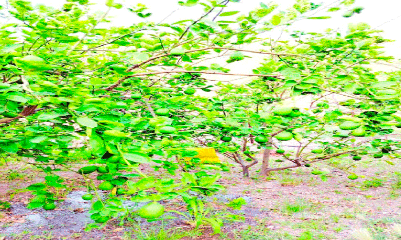 North East Governorate North East Governorate