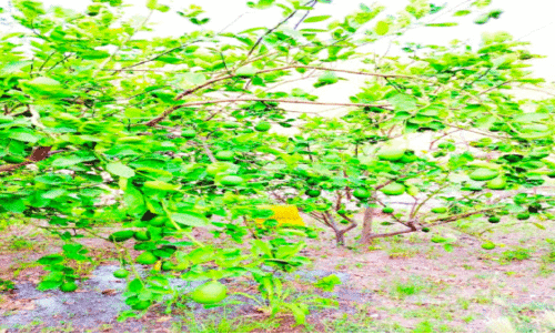 North East Governorate