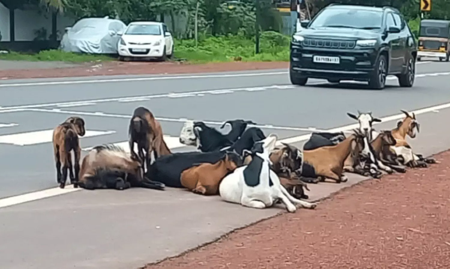 വാ​ഹ​ന യാ​ത്ര​ക്ക് ഭീ​ഷ​ണി​; റോ​ഡ് ‘ഉ​പ​രോ​ധി​ച്ച്’ ആ​ട്ടി​ൻ​കൂ​ട്ടം