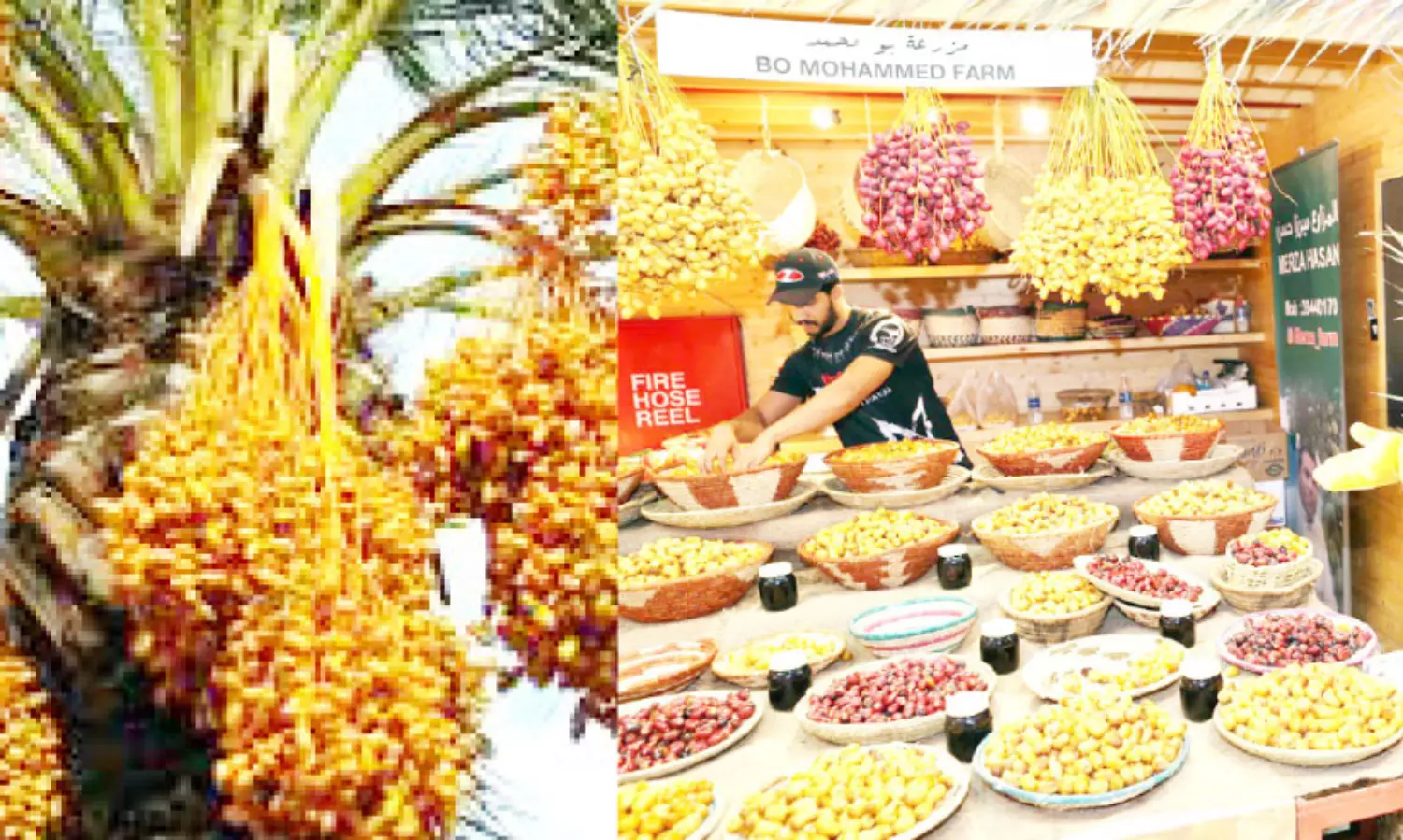 date palm tree festival