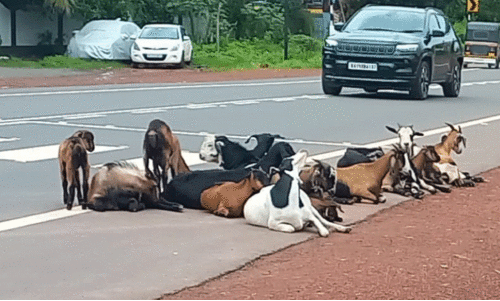 വാ​ഹ​ന യാ​ത്ര​ക്ക് ഭീ​ഷ​ണി​; റോ​ഡ് ‘ഉ​പ​രോ​ധി​ച്ച്’ ആ​ട്ടി​ൻ​കൂ​ട്ടം