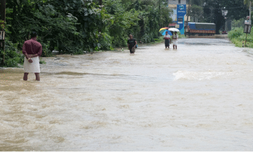 മഴയിൽ വിറങ്ങലിച്ച്... മഴയിൽ വിറങ്ങലിച്ച്...