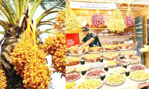 date palm tree festival