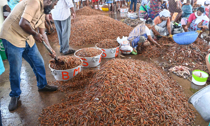 കരിക്കാടി നിറഞ്ഞിട്ടും നിരാശ കരിക്കാടി നിറഞ്ഞിട്ടും നിരാശ