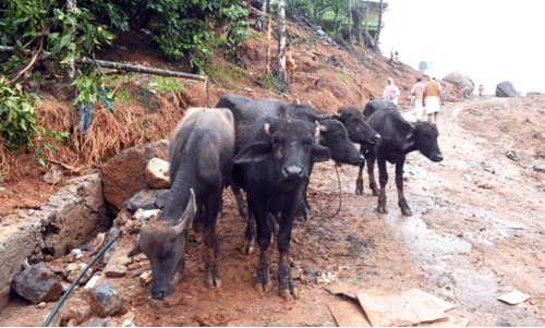 അനാഥരായി വളർത്തുമൃഗങ്ങൾ