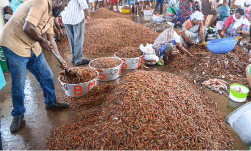 കരിക്കാടി നിറഞ്ഞിട്ടും നിരാശ