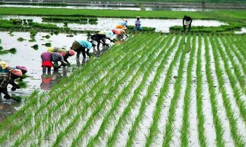 പുഞ്ച പമ്പിങ്‌: സബ്‌സിഡിയായി 35.16 കോടി അനുവദിച്ചു