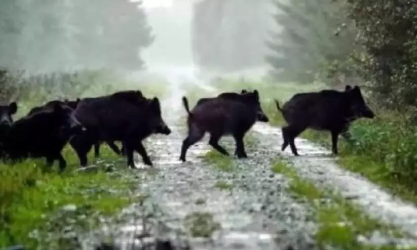 വന്യമൃഗ ശല്യം, പ്രതികൂല കാലാവസ്ഥ; പച്ചക്കറി കൃഷിയിൽനിന്ന് പിന്മാറി കർഷകർ