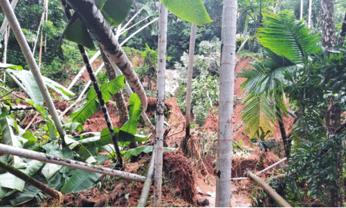 കന്തലിൽ കനാൽ തകർന്ന് കൃഷി നശിച്ചു