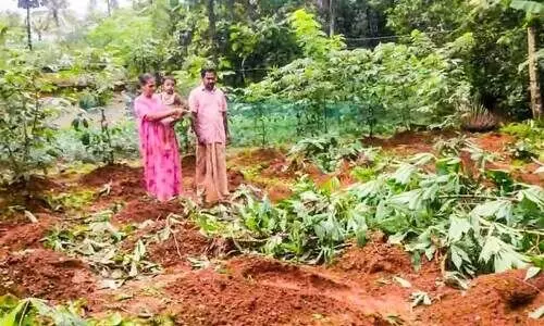 Farmland destroyed by wild elephant