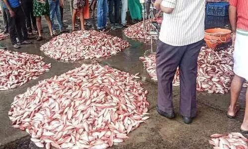 Boats back in harbor