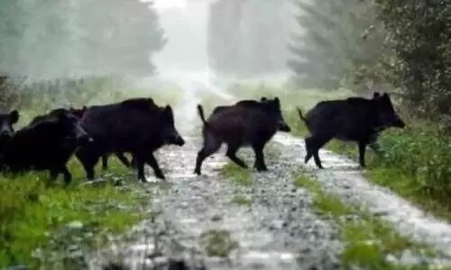 വന്യമൃഗ ശല്യം, പ്രതികൂല കാലാവസ്ഥ; പച്ചക്കറി കൃഷിയിൽനിന്ന് പിന്മാറി കർഷകർ