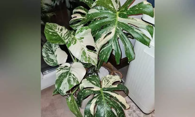 മനോഹരമായ ഇലകളുള്ള രണ്ട്​ ചെടികൾ