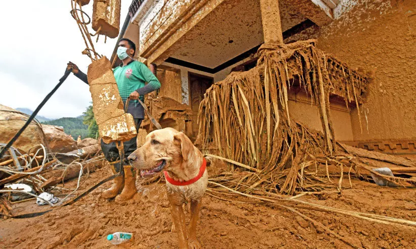 ഡോഗ് സ്ക്വാഡ് ഡോഗ് സ്ക്വാഡ്