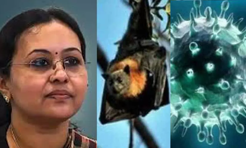 പാണ്ടിക്കാട് നിന്നെടുത്ത വവ്വാല് സാമ്പിളില് വൈറസിന്റെ ആന്റിബോഡി സാന്നിധ്യം പാണ്ടിക്കാട് നിന്നെടുത്ത വവ്വാല് സാമ്പിളില് വൈറസിന്റെ ആന്റിബോഡി സാന്നിധ്യം