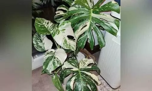 മനോഹരമായ ഇലകളുള്ള രണ്ട്​ ചെടികൾ