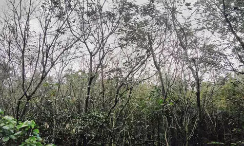 റബർ തോട്ടം