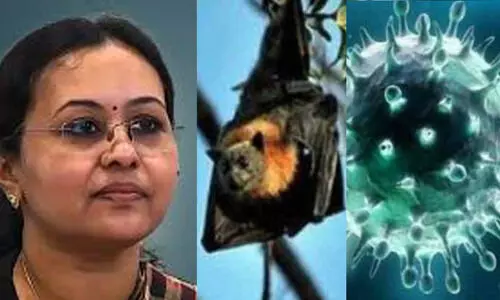 പാണ്ടിക്കാട് നിന്നെടുത്ത വവ്വാല്‍ സാമ്പിളില്‍ വൈറസിന്റെ ആന്റിബോഡി സാന്നിധ്യം