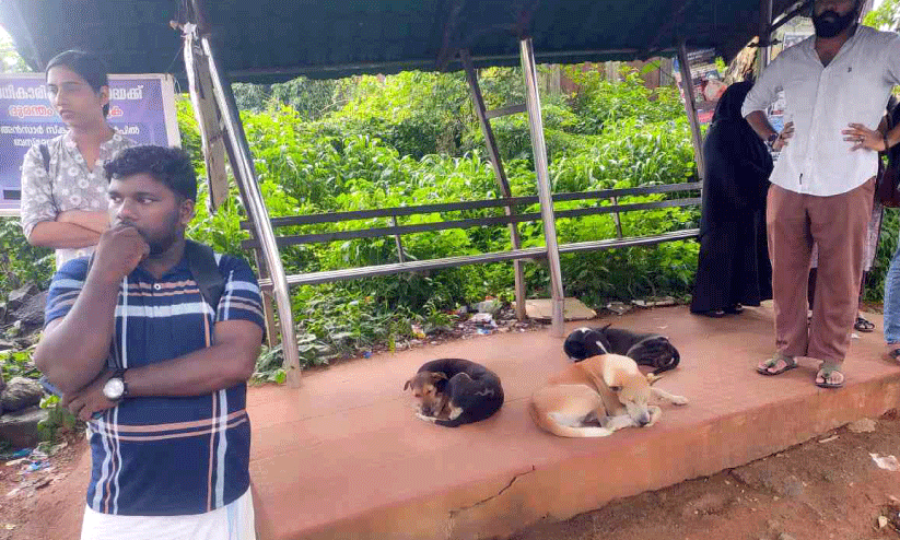 തെരുവുനായ്ക്കൾ കൈയടക്കി ബസ് കാത്തിരിപ്പ് കേന്ദ്രം തെരുവുനായ്ക്കൾ കൈയടക്കി ബസ് കാത്തിരിപ്പ് കേന്ദ്രം