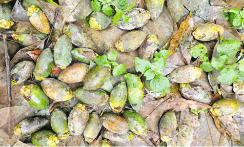 കാലവർഷക്കെടുതി: കാർഷിക മേഖലക്ക് കനത്ത തിരിച്ചടി