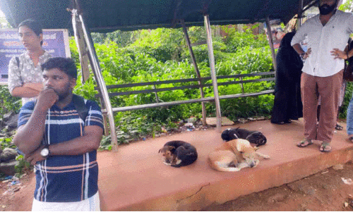 തെരുവുനായ്ക്കൾ കൈയടക്കി ബസ് കാത്തിരിപ്പ് കേന്ദ്രം തെരുവുനായ്ക്കൾ കൈയടക്കി ബസ് കാത്തിരിപ്പ് കേന്ദ്രം