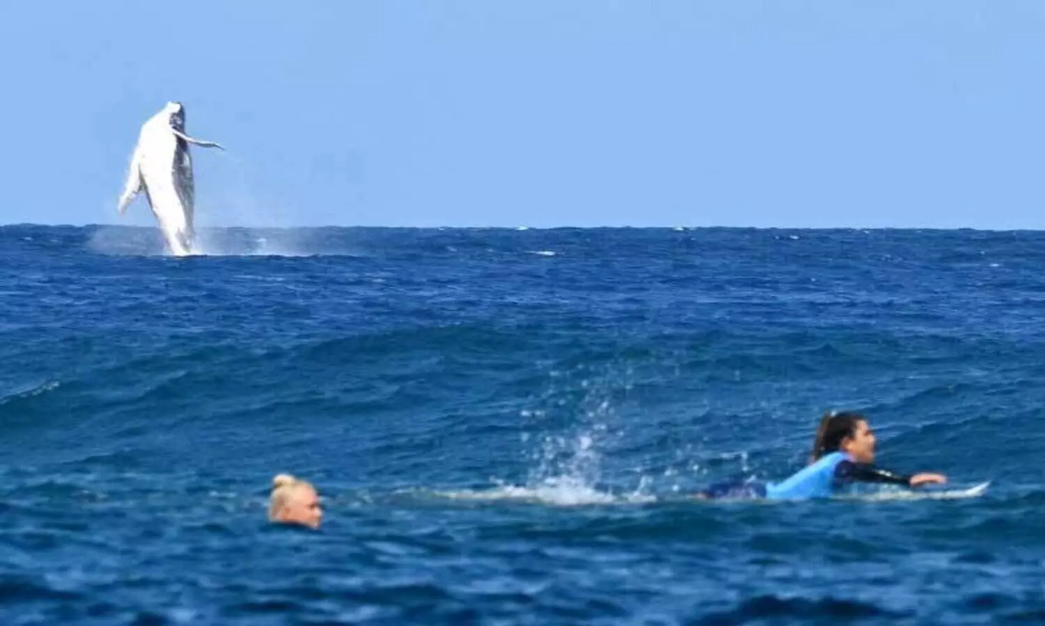ഒളിമ്പിക് സർഫിങ് മത്സരത്തിനിടെ ‘അതിഥിയായി’ തിമിംഗലം