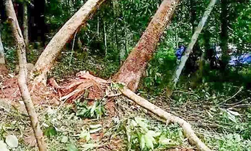 wild elephant menace wild elephant menace