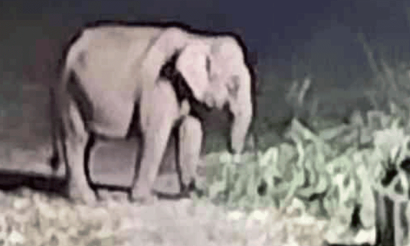 Wild elephant attack Wild elephant attack