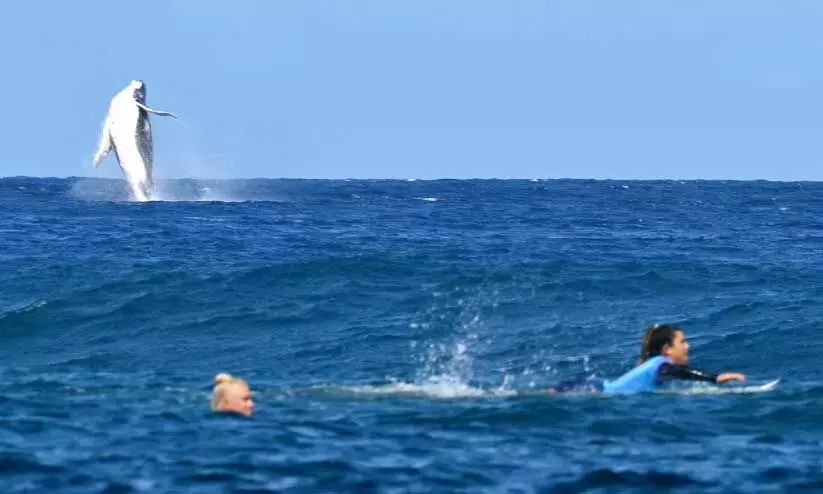 ഒളിമ്പിക് സർഫിങ് മത്സരത്തിനിടെ ‘അതിഥിയായി’ തിമിംഗലം ഒളിമ്പിക് സർഫിങ് മത്സരത്തിനിടെ ‘അതിഥിയായി’ തിമിംഗലം