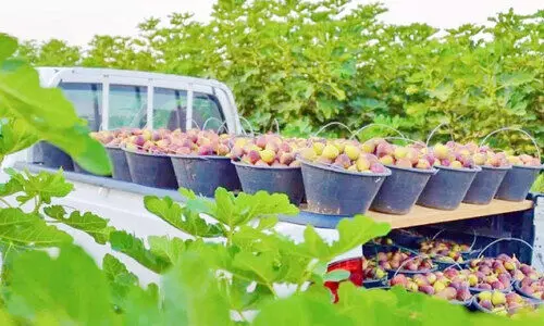 അത്തിപ്പഴ തോട്ടത്തിലെ കാഴ്ച അത്തിപ്പഴ തോട്ടത്തിലെ കാഴ്ച