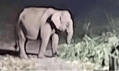 Wild elephant attack