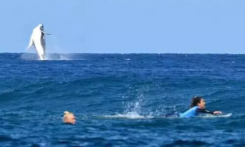 ഒളിമ്പിക് സർഫിങ് മത്സരത്തിനിടെ ‘അതിഥിയായി’ തിമിംഗലം