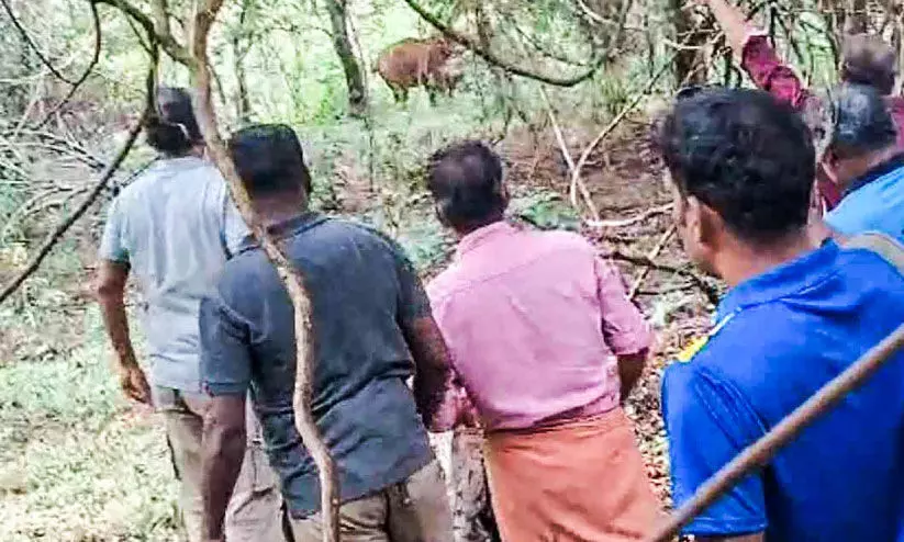 wild elephant menace